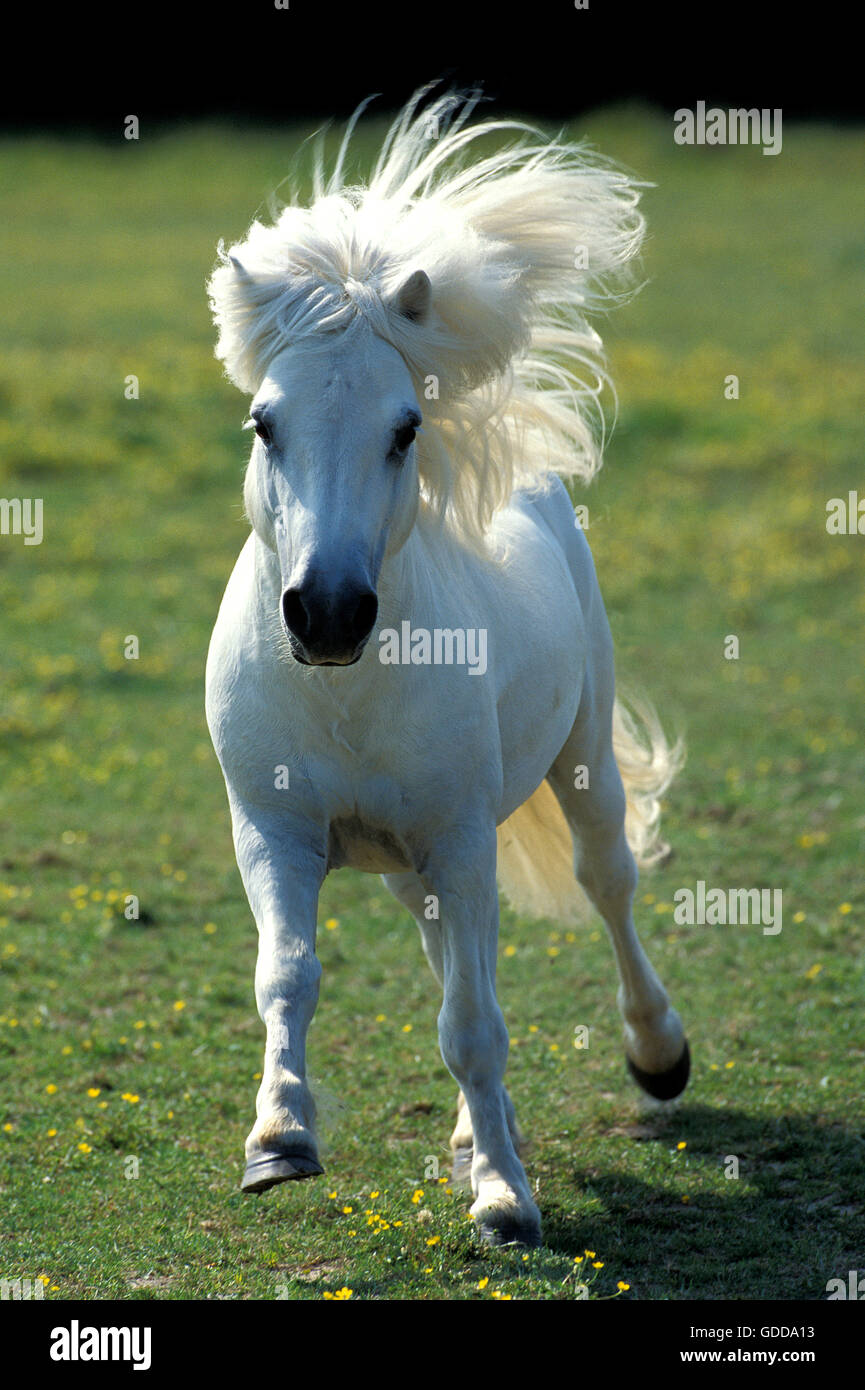 SHETLAND PONY, ADULT GALLOPING IN FIELD Stock Photo