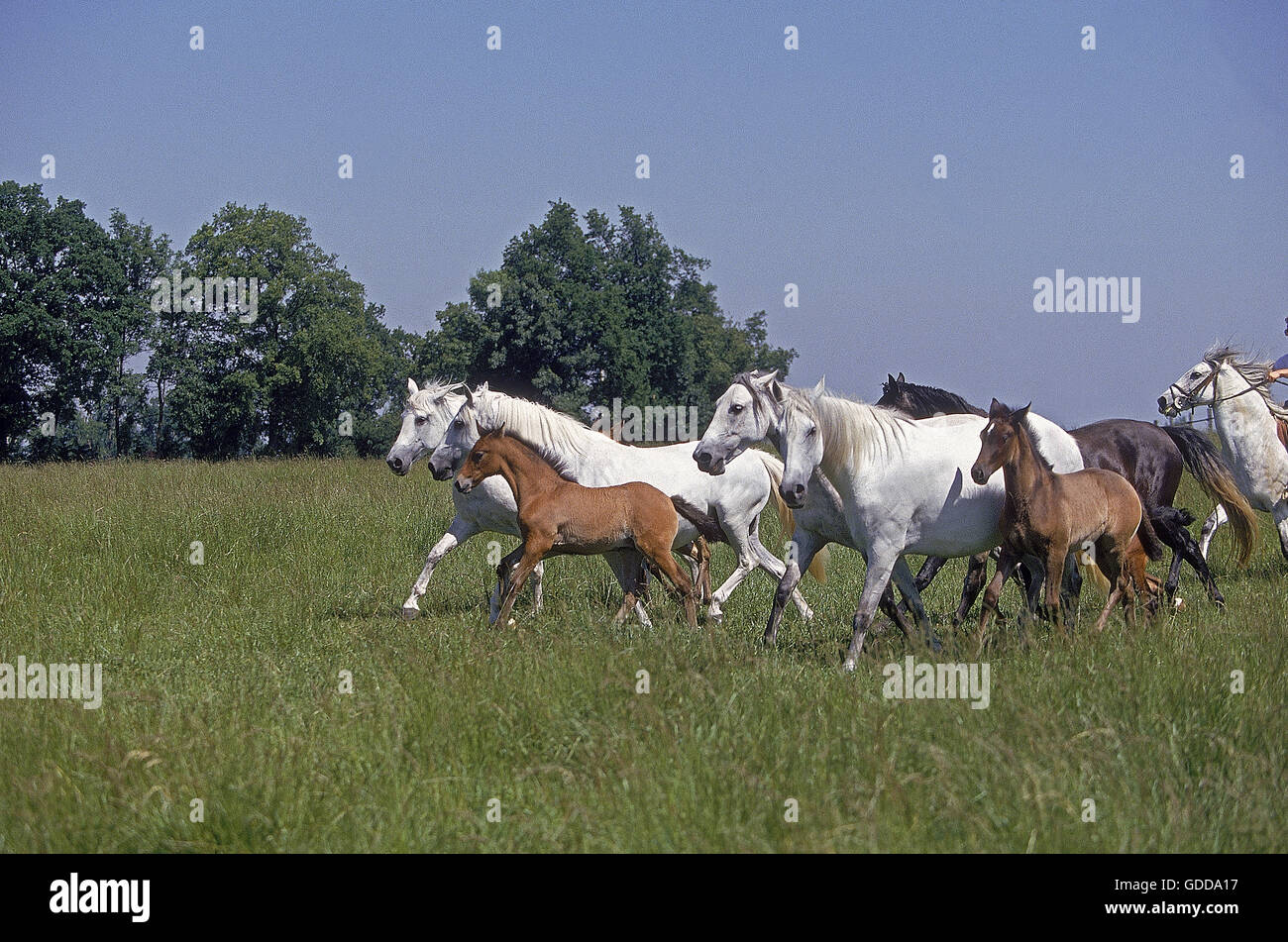 LUSITANO HORSE, MARES WITH FOALS IN PASTURE Stock Photo