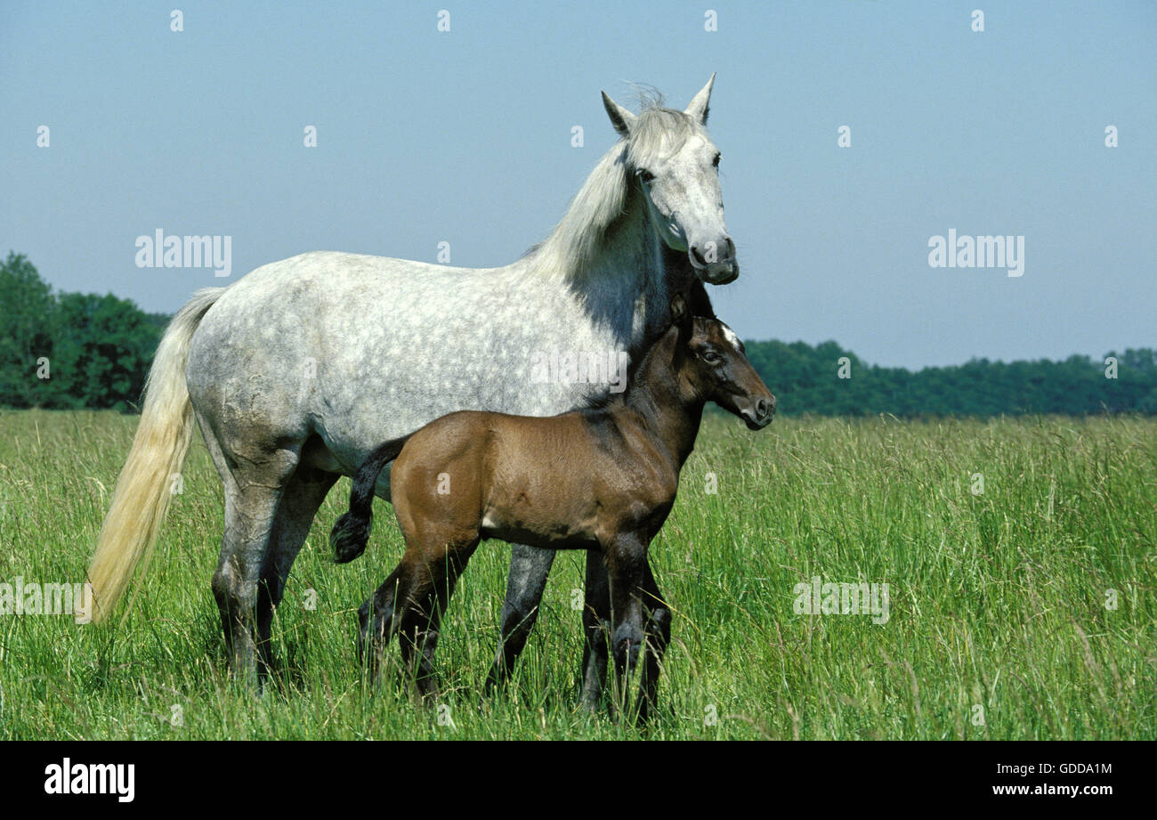 Lusitano Horse, Mare with Foal standing in Meadow Stock Photo