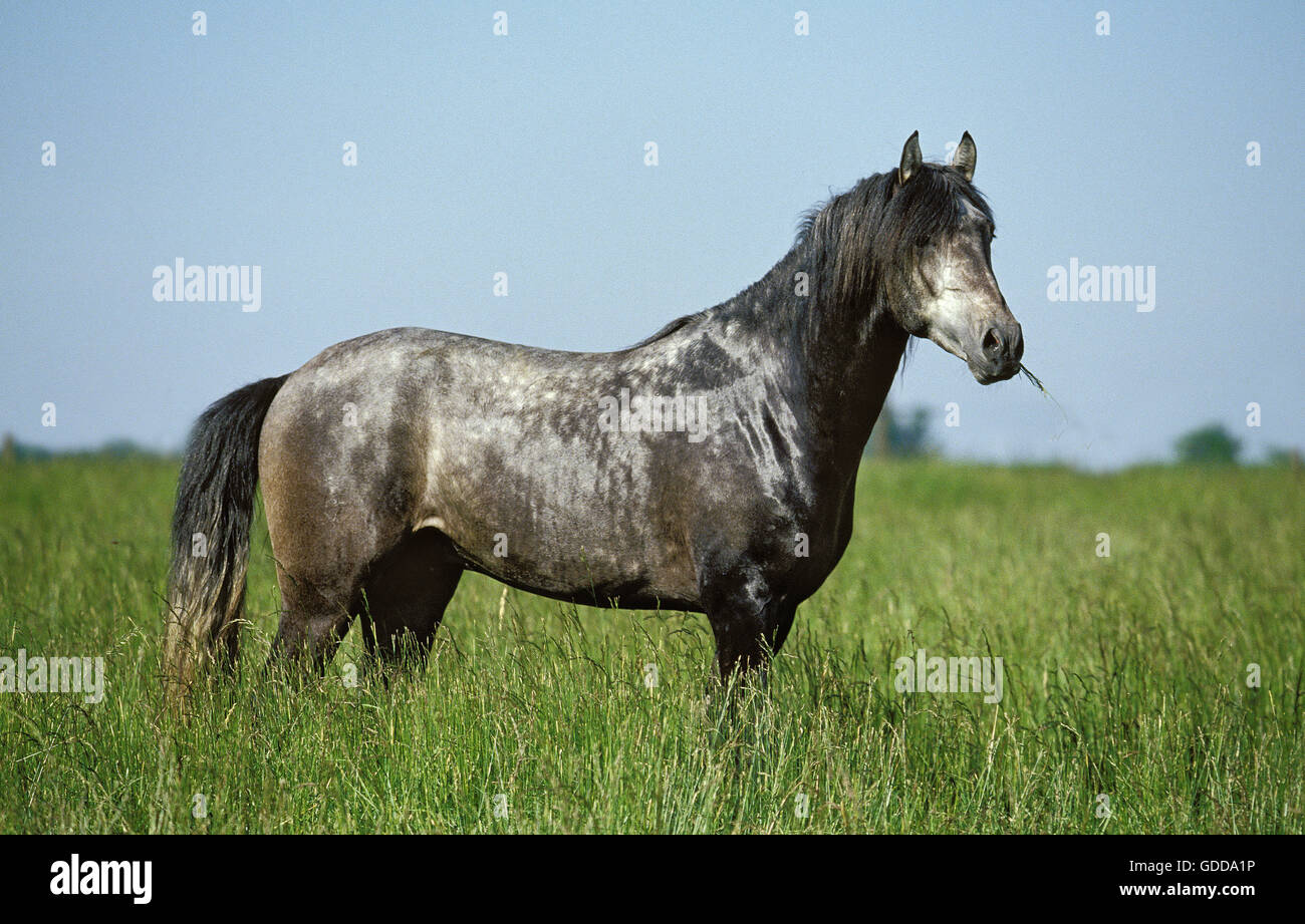 Lusitano Horse, Adult standing in Meadow Stock Photo