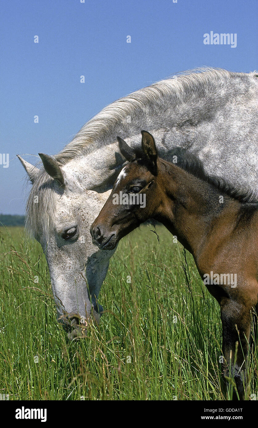 LUSITANO HORSE, MARE EATING LONG GRASS WITH FOAL Stock Photo