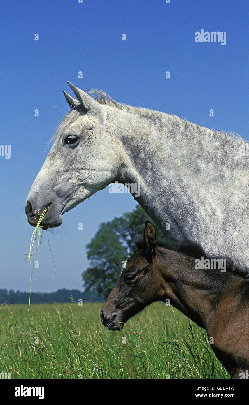 Lusitano Horse, Mare with Foal eating Grass Stock Photo