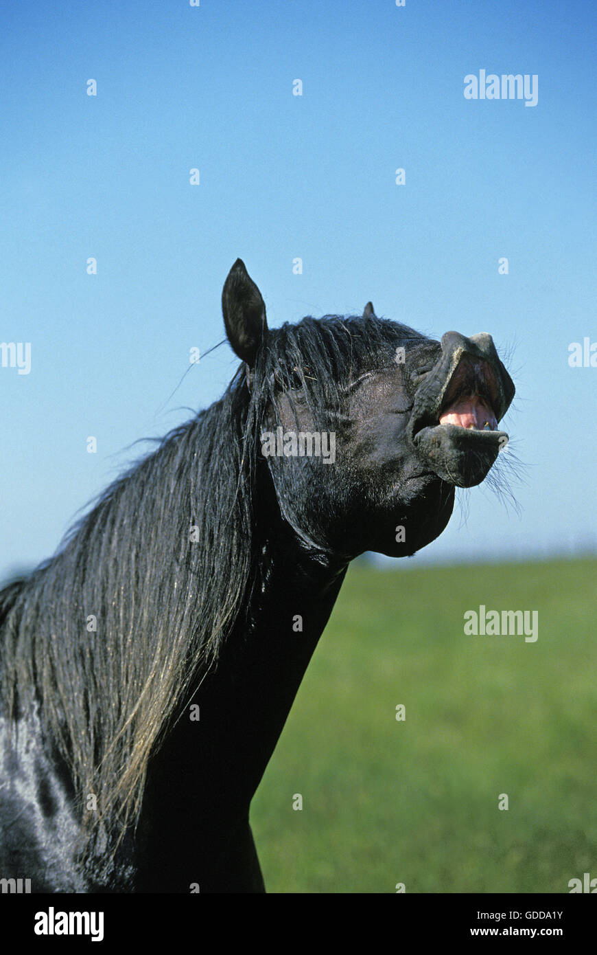 Lusitano Horse, Stallion in Flehmen Stock Photo