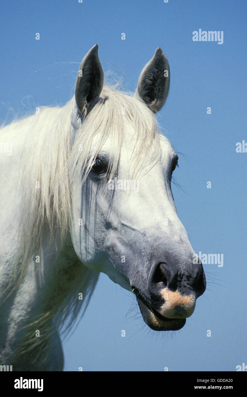 Lusitano Horse, Portrait of Adulte Stock Photo