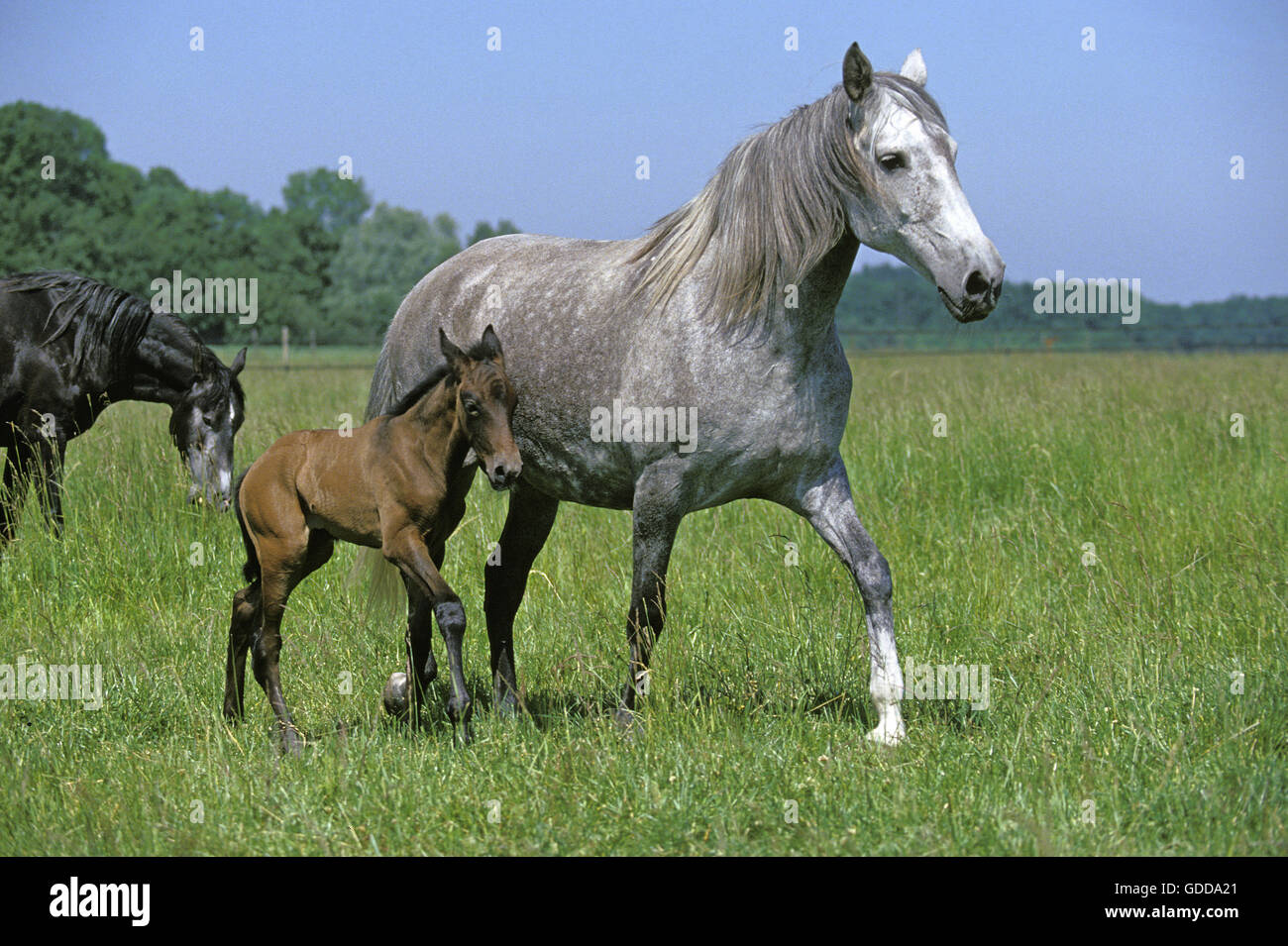 LUSITANO HORSE, MARE AND FOAL WALKING THROUGH MEADOW Stock Photo
