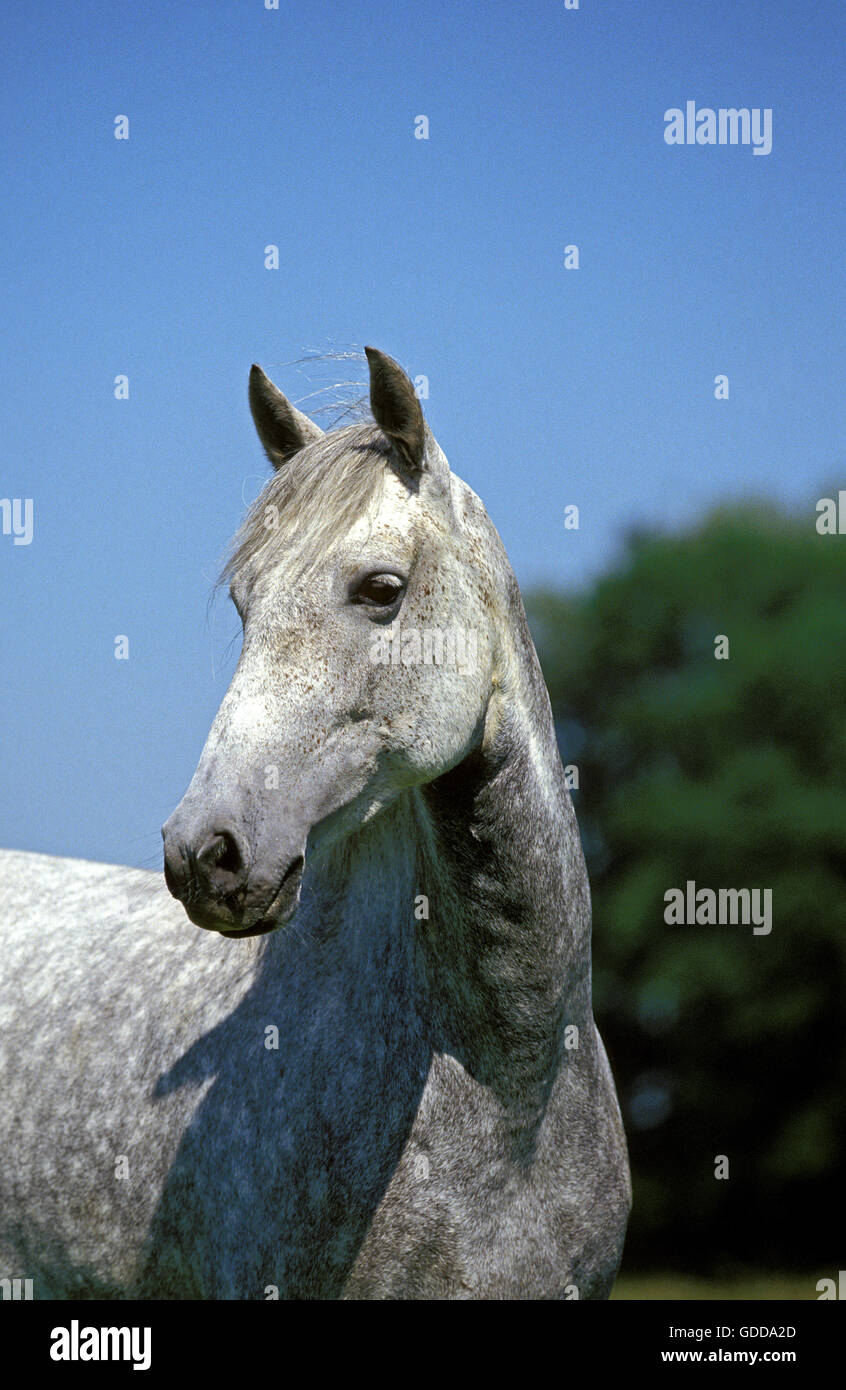 Lusitano Horse Stock Photo