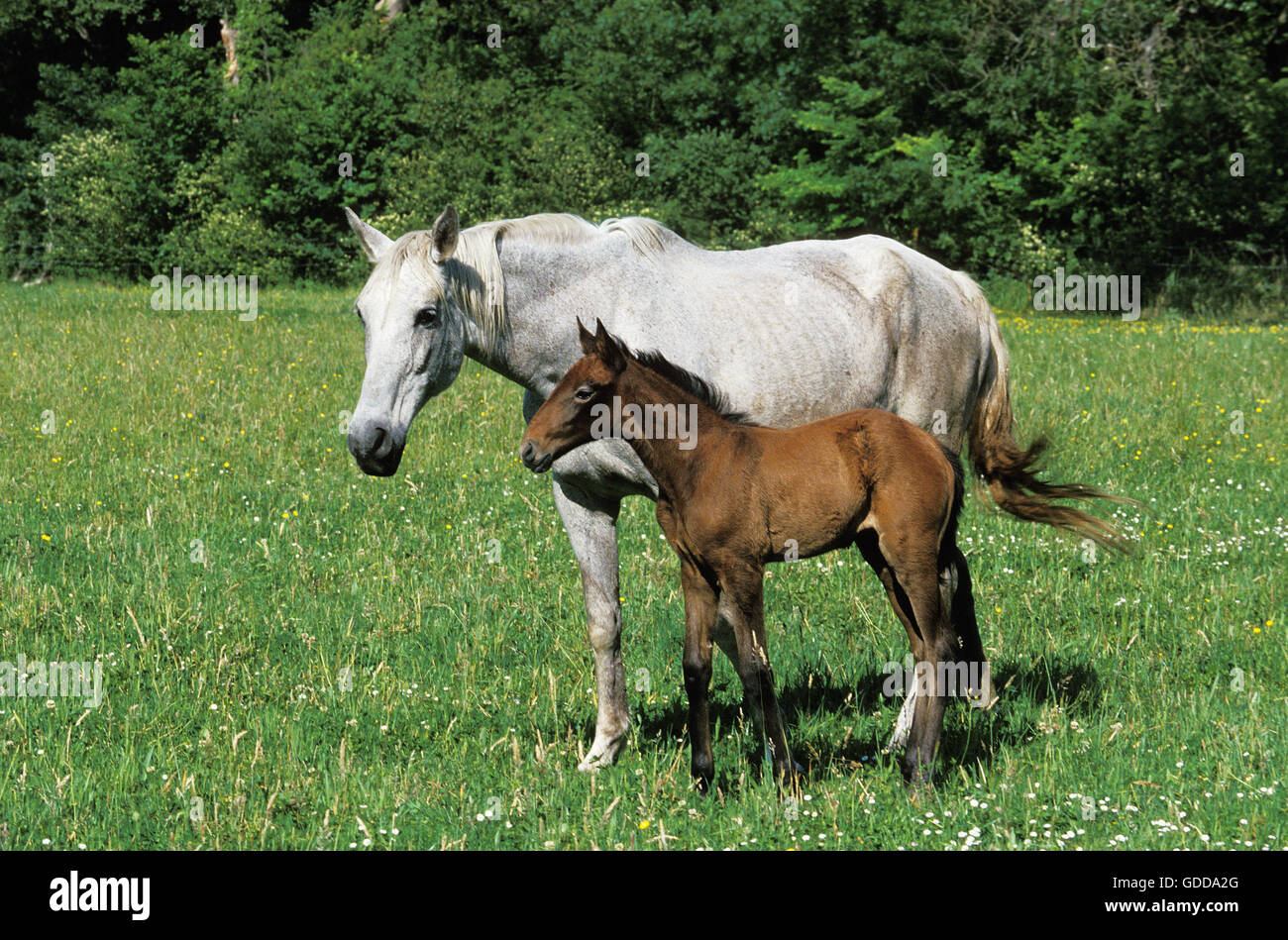 Lusitano Horse, Mare with Foal in Meadow Stock Photo