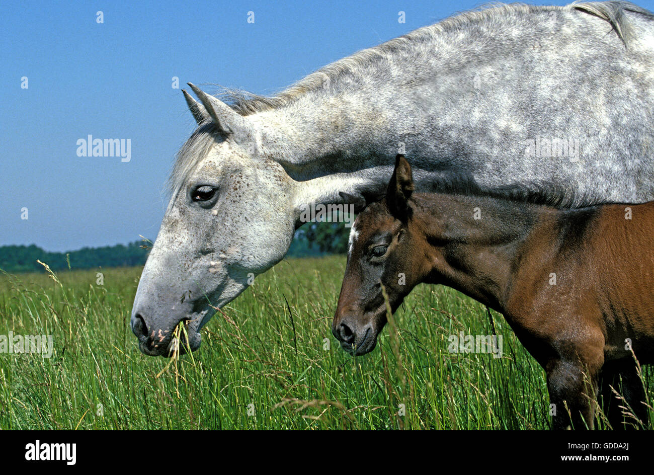 Lusitano Horse, Mare with Foal in Meadow Stock Photo