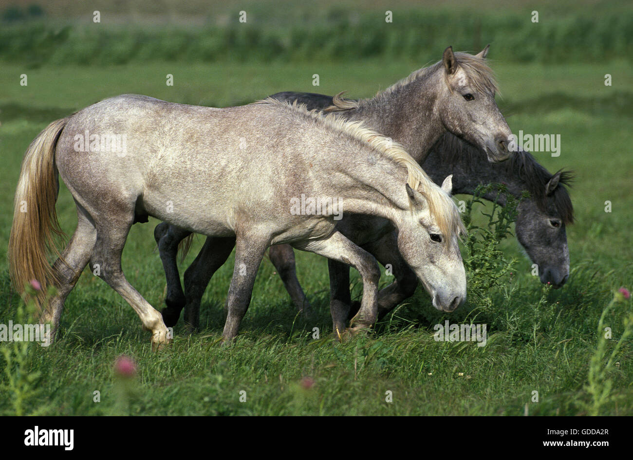 Lusitano Horse, Herd standing in Meadow Stock Photo