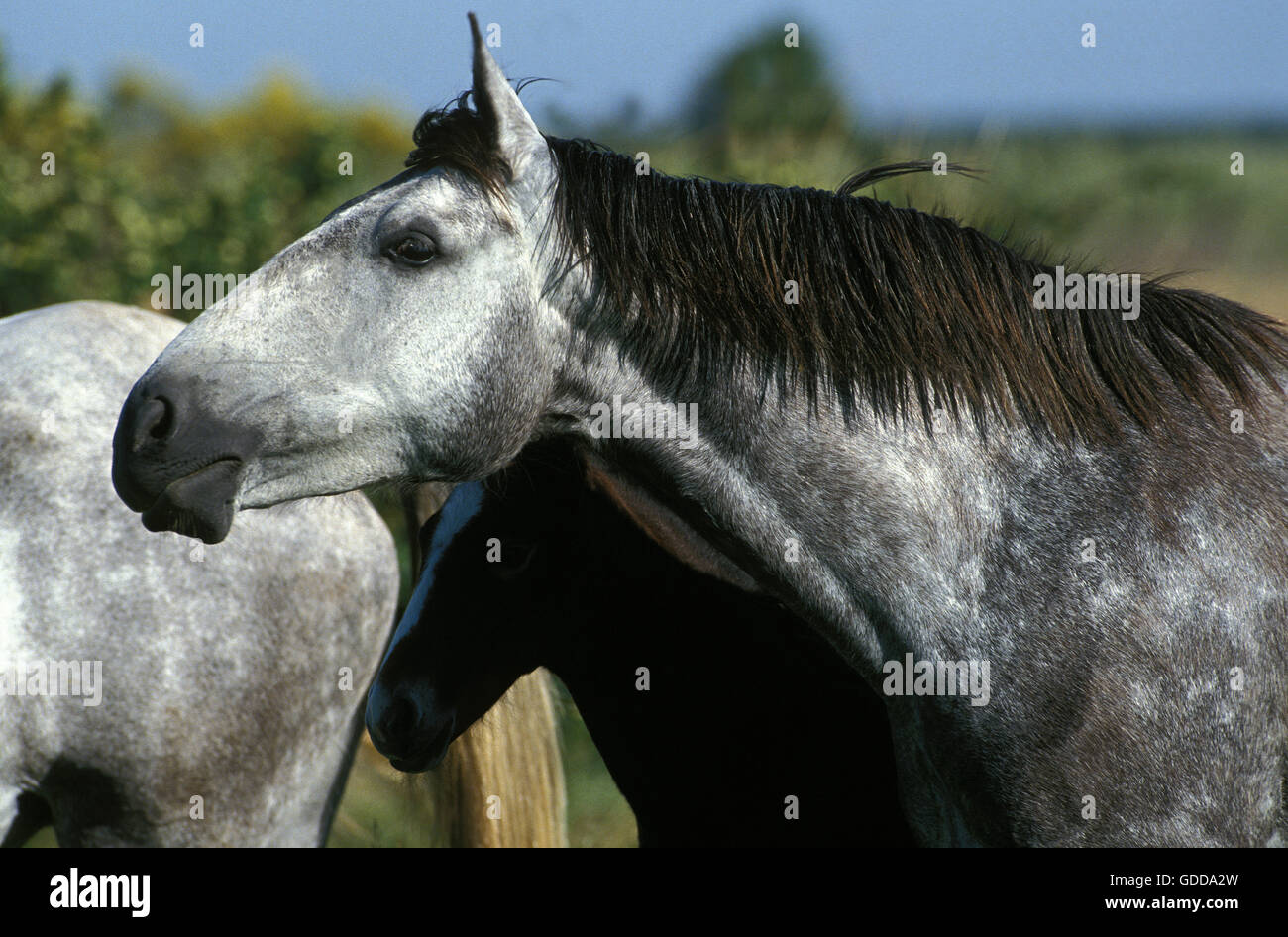 Lusitano Horse, Herd standing in Meadow Stock Photo