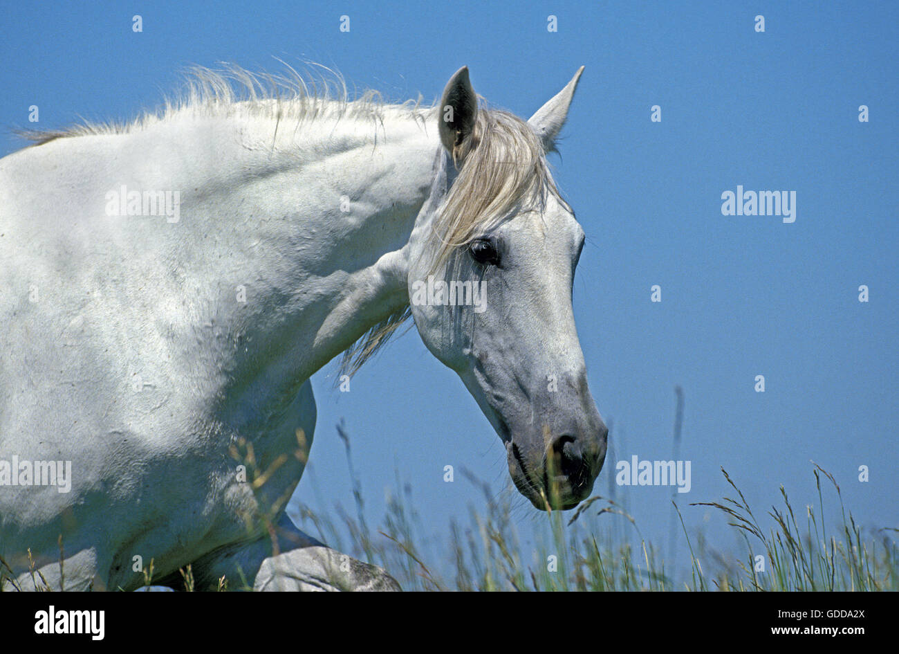 Lusitano Horse, Portrait of Adult against Blue Sky Stock Photo