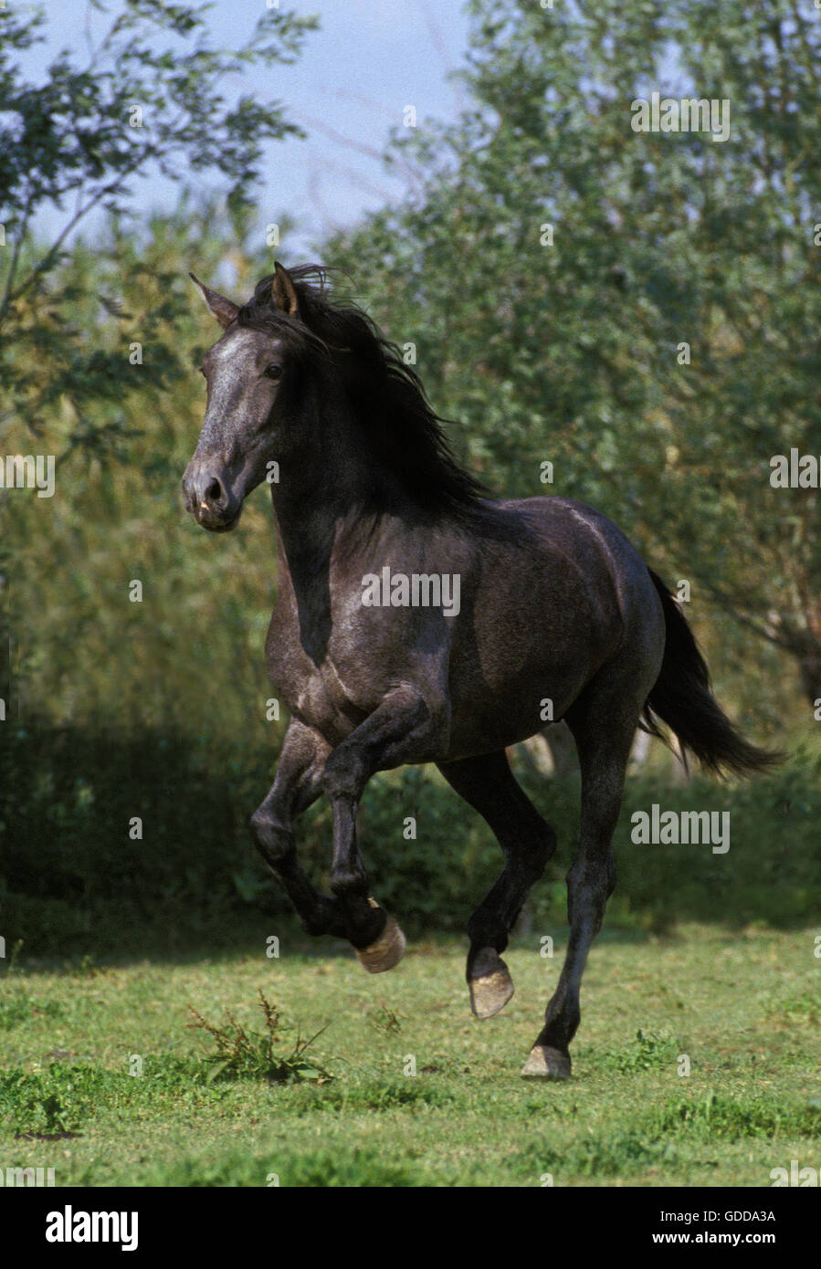 Lusitano Horse, Adult Galloping through Meadow Stock Photo