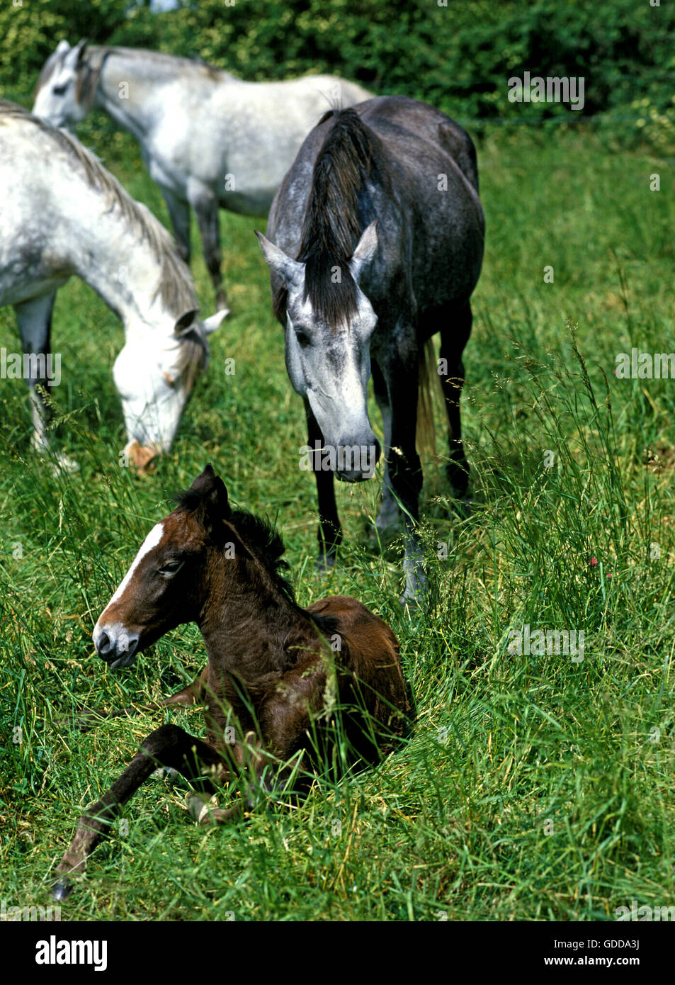 Lusitano Horse, Mares with Foal in Meadow Stock Photo