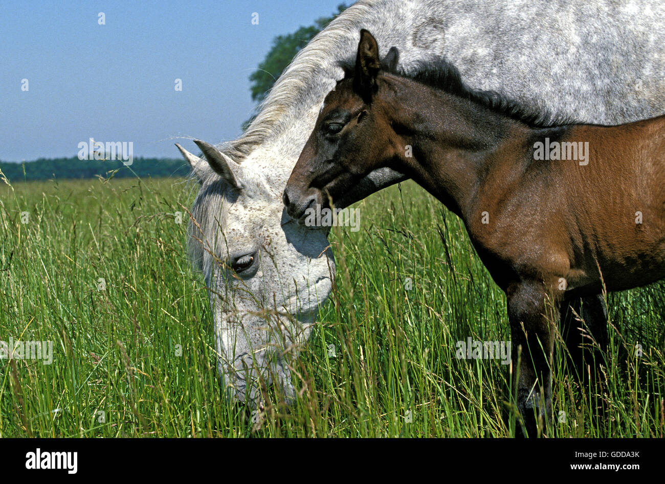 Lusitano Horse, Mare with Foal standing in Meadow Stock Photo
