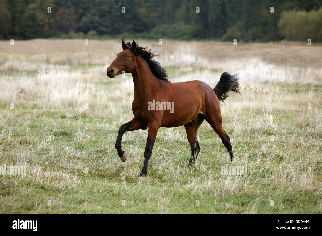 Lusitano Horse, Stallion Stock Photo