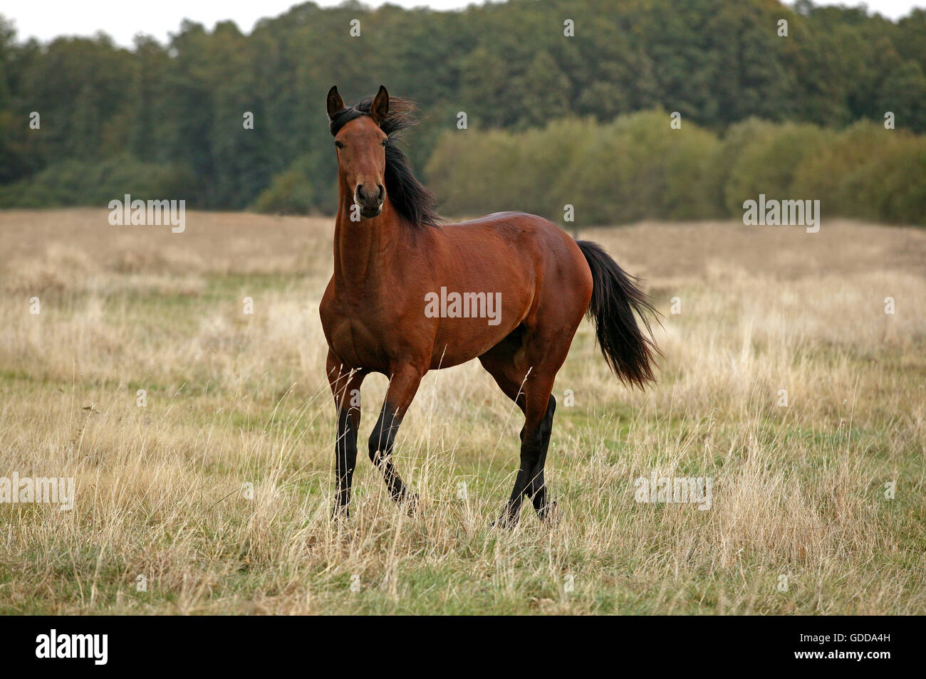 LUSITANO HORSE STANDING ON DRY GRASS Stock Photo