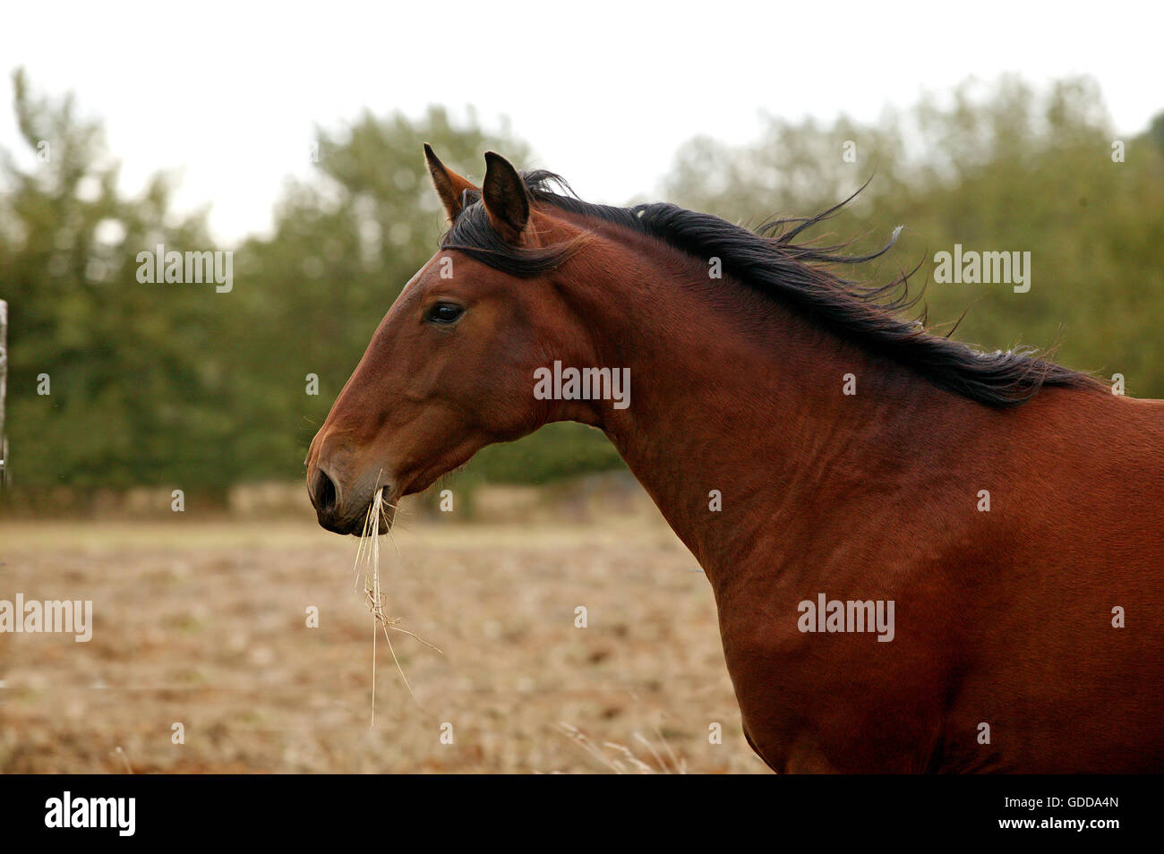 Lusitano Horse, Stallion eating Grass Stock Photo