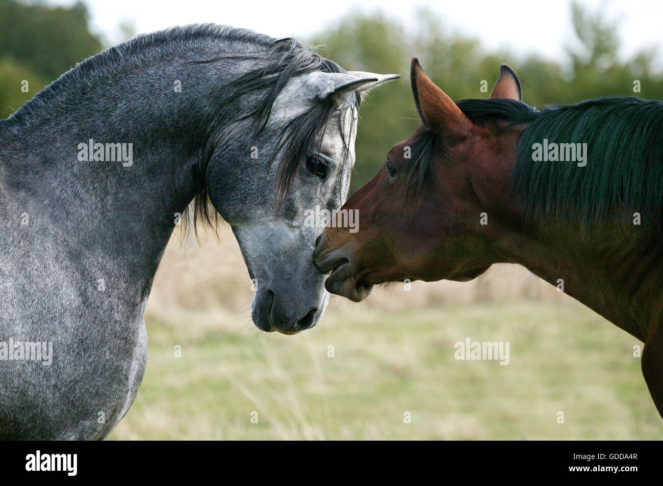 LUSITANO HORSE, HORSES SMELLING EACH OTHER Stock Photo