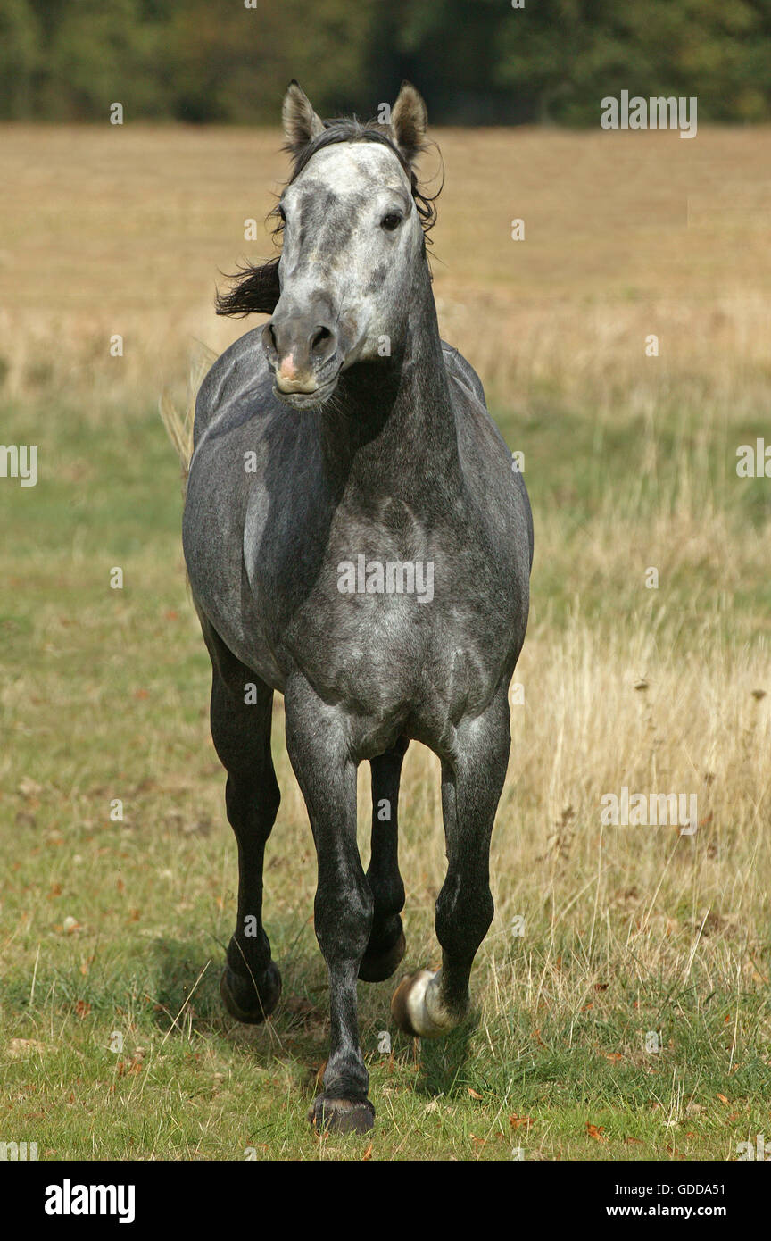 Lusitano Horse, Stallion Stock Photo