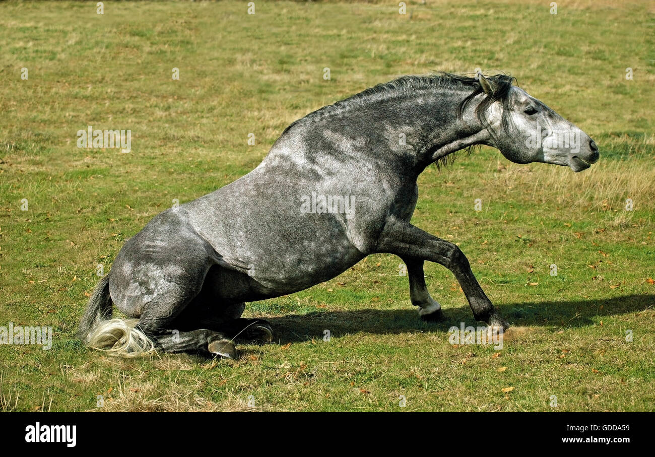 LUSITANO HORSE GETTING UP FROM GROUND Stock Photo