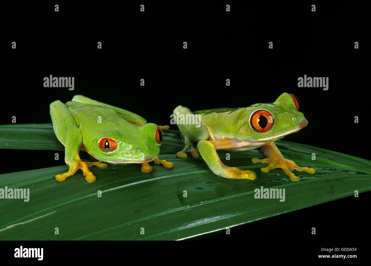 Red Eyed Tree Frog, agalychnis callidryas, Adults on Leaf Stock Photo