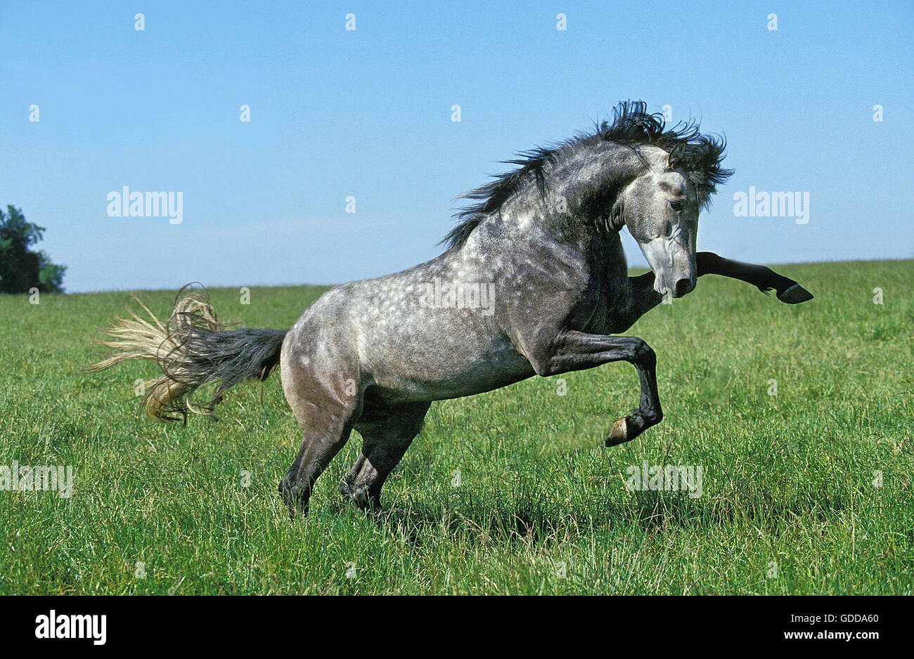 Lusitano Horse, Stallion Bucking Stock Photo