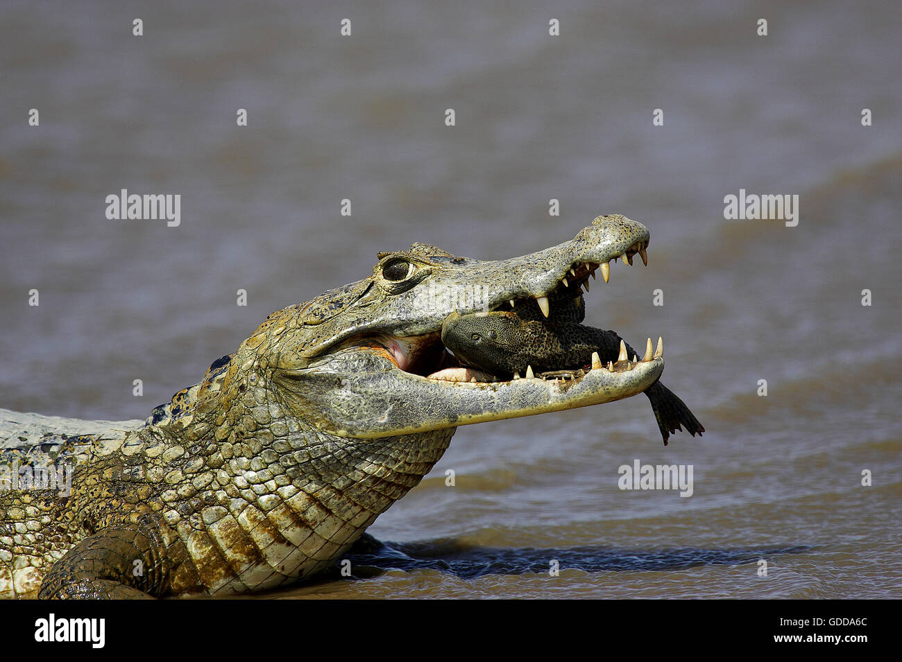 Spectacled Caiman, caiman crocodilus, Adult Catching Fish, Los Lianos in Venezuela Stock Photo