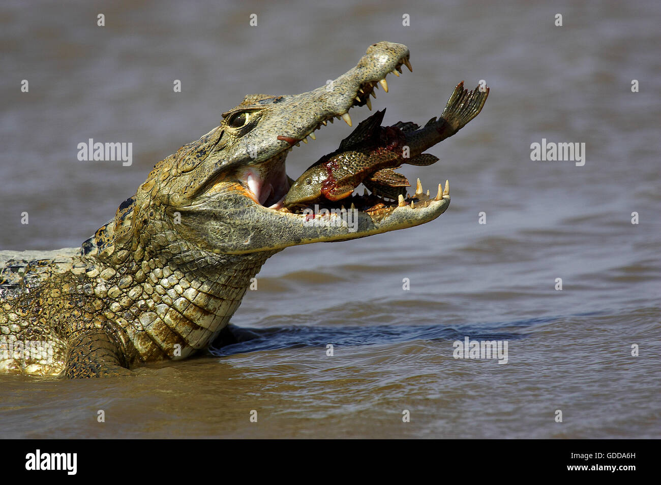SPECTACLED CAIMAN caiman crocodilus, ADULT CATCHING FISH, LOS LIANOS IN VENEZUELA Stock Photo