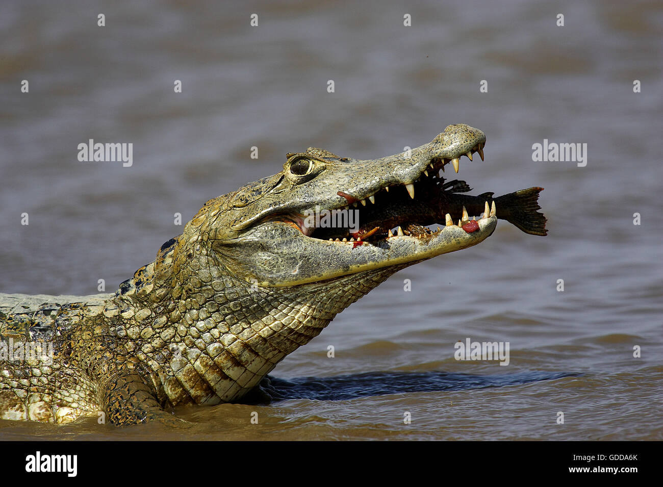 Spectacled Caiman, caiman crocodilus, with a Fish in its Mouth, Los Lianos in Venezuela Stock Photo