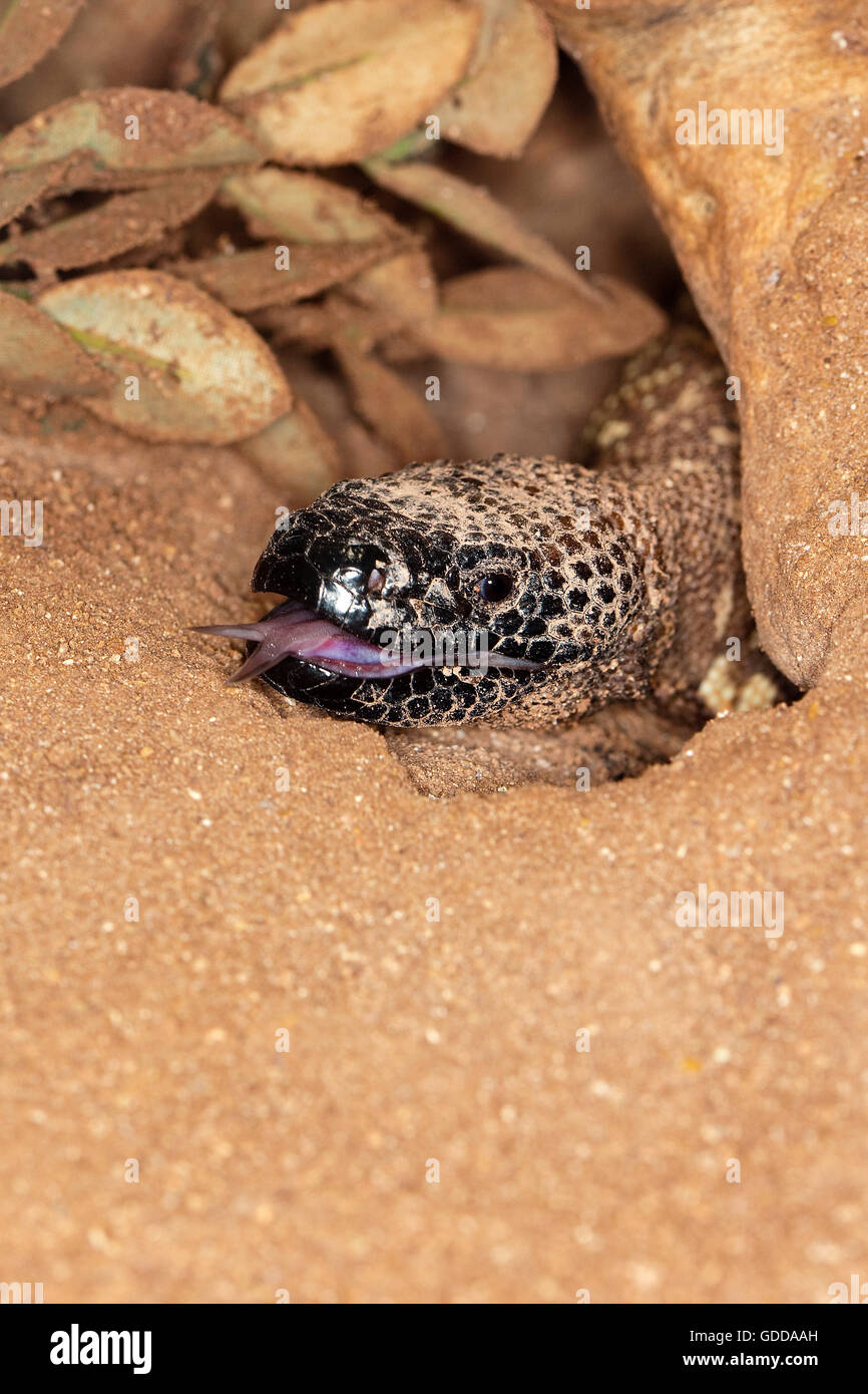 HEAD OF BEADED LIZARD heloderma horridum, A VENOMOUS SPECY, SHOWING ITS FORKED TONGUE Stock Photo