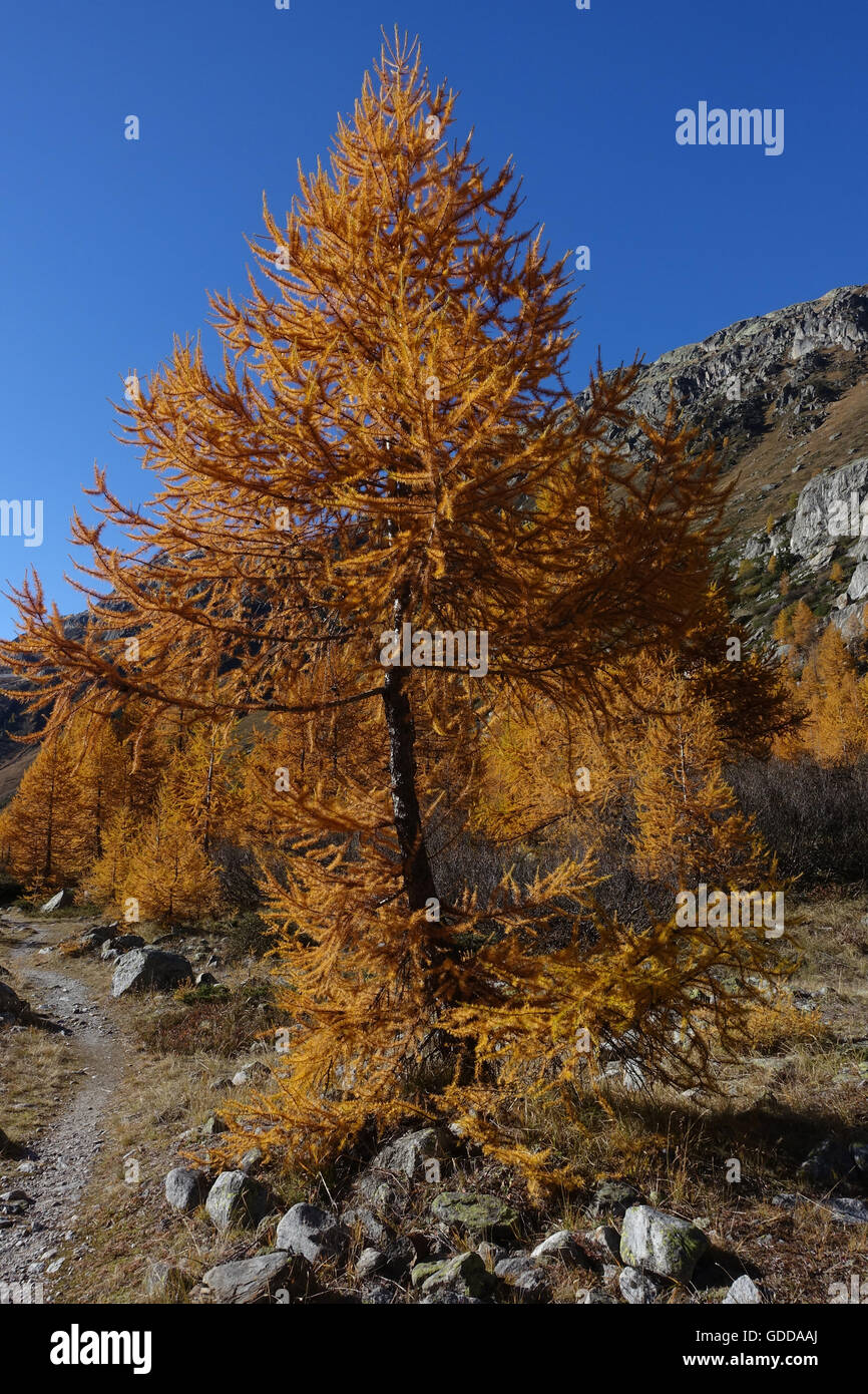 Switzerland,Europe,Valais,Goms,Gletsch,autumn,tree,larches,colors, Stock Photo