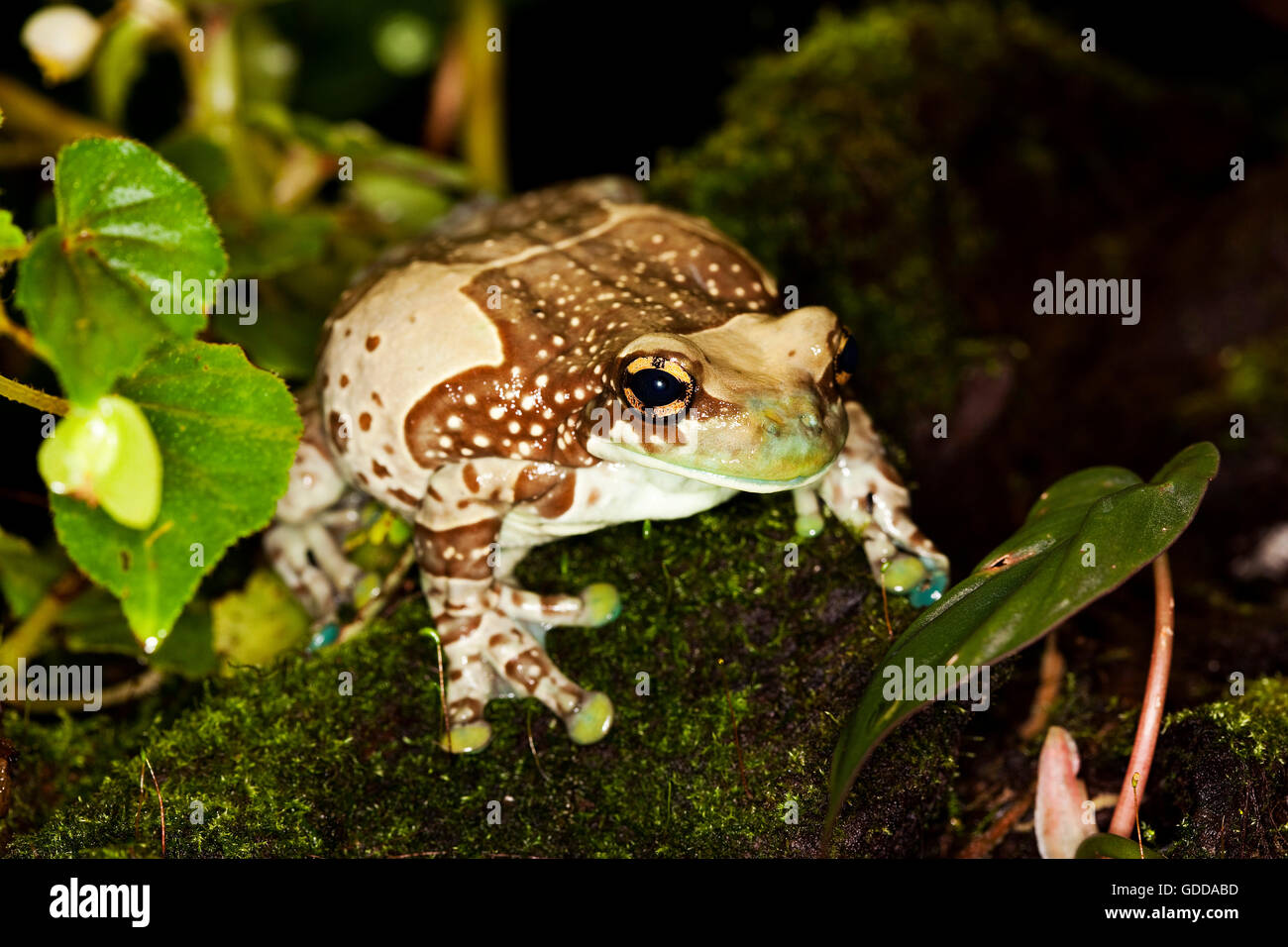 Amazon Milk Frog, phrynohyas resinifictrix, Adult Stock Photo Alamy