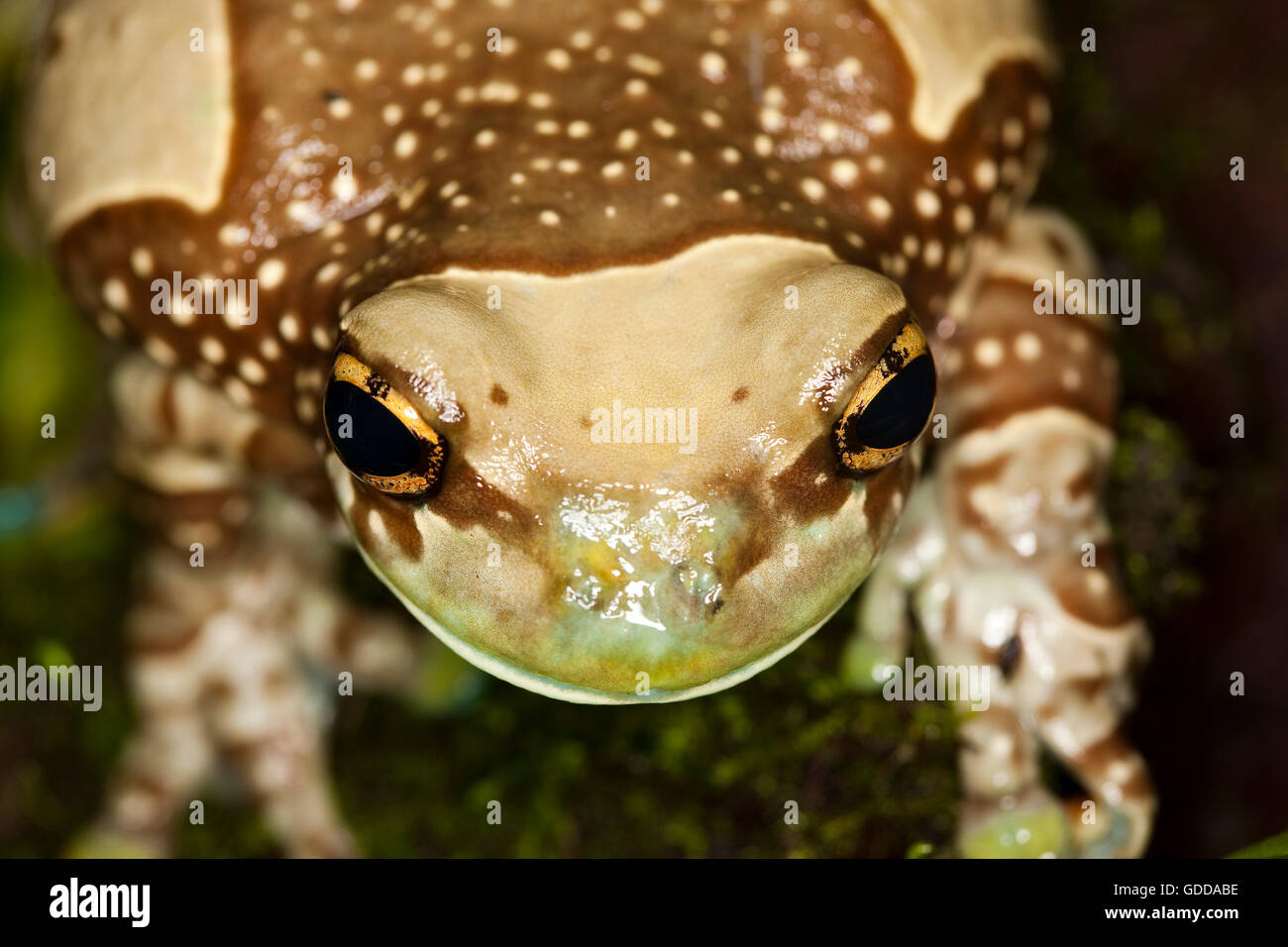 AMAZON MILK FROG phrynohyas resinifictrix, PORTRAIT OF ADULT Stock