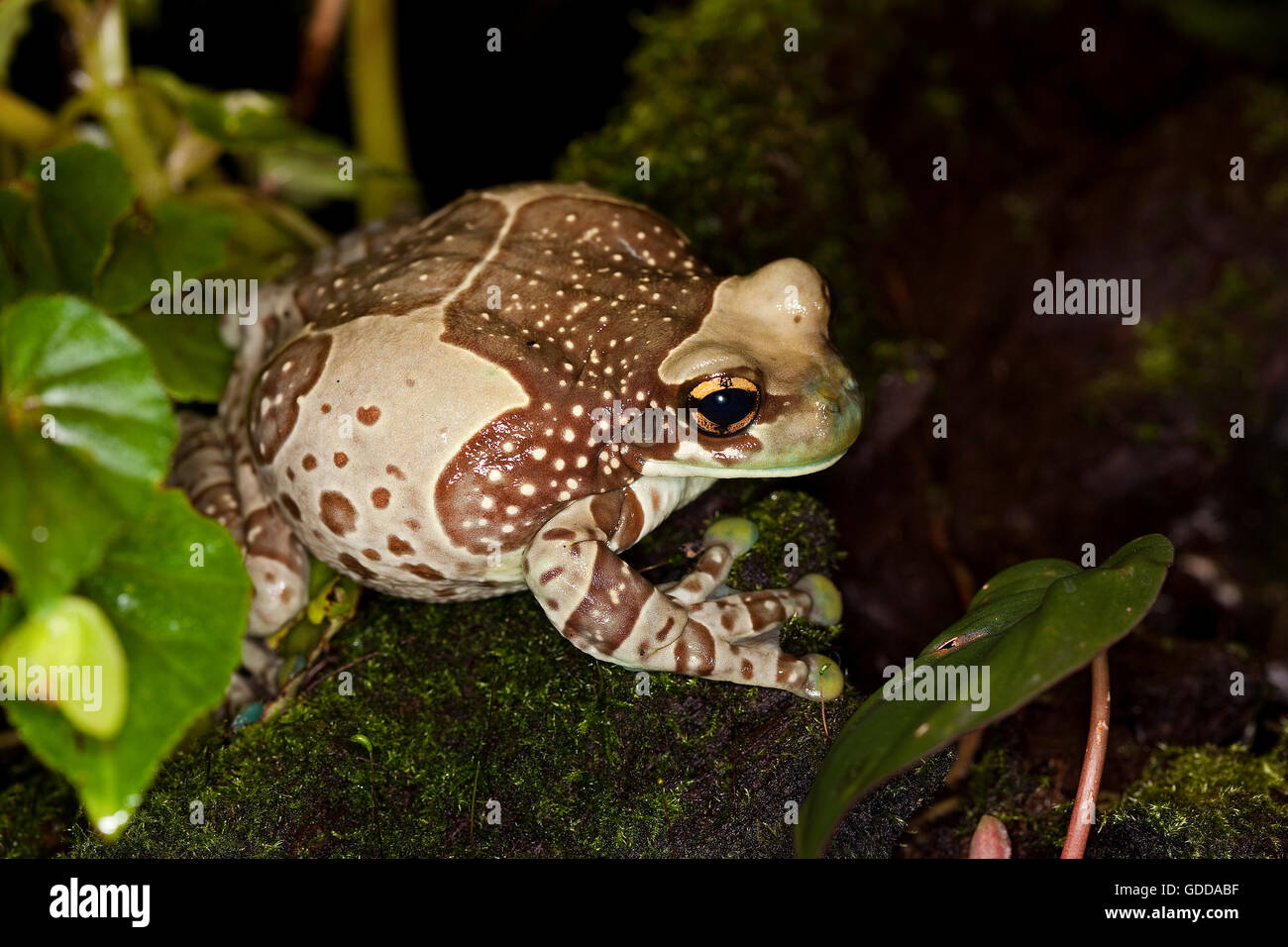 Amazon milk frog hires stock photography and images Alamy
