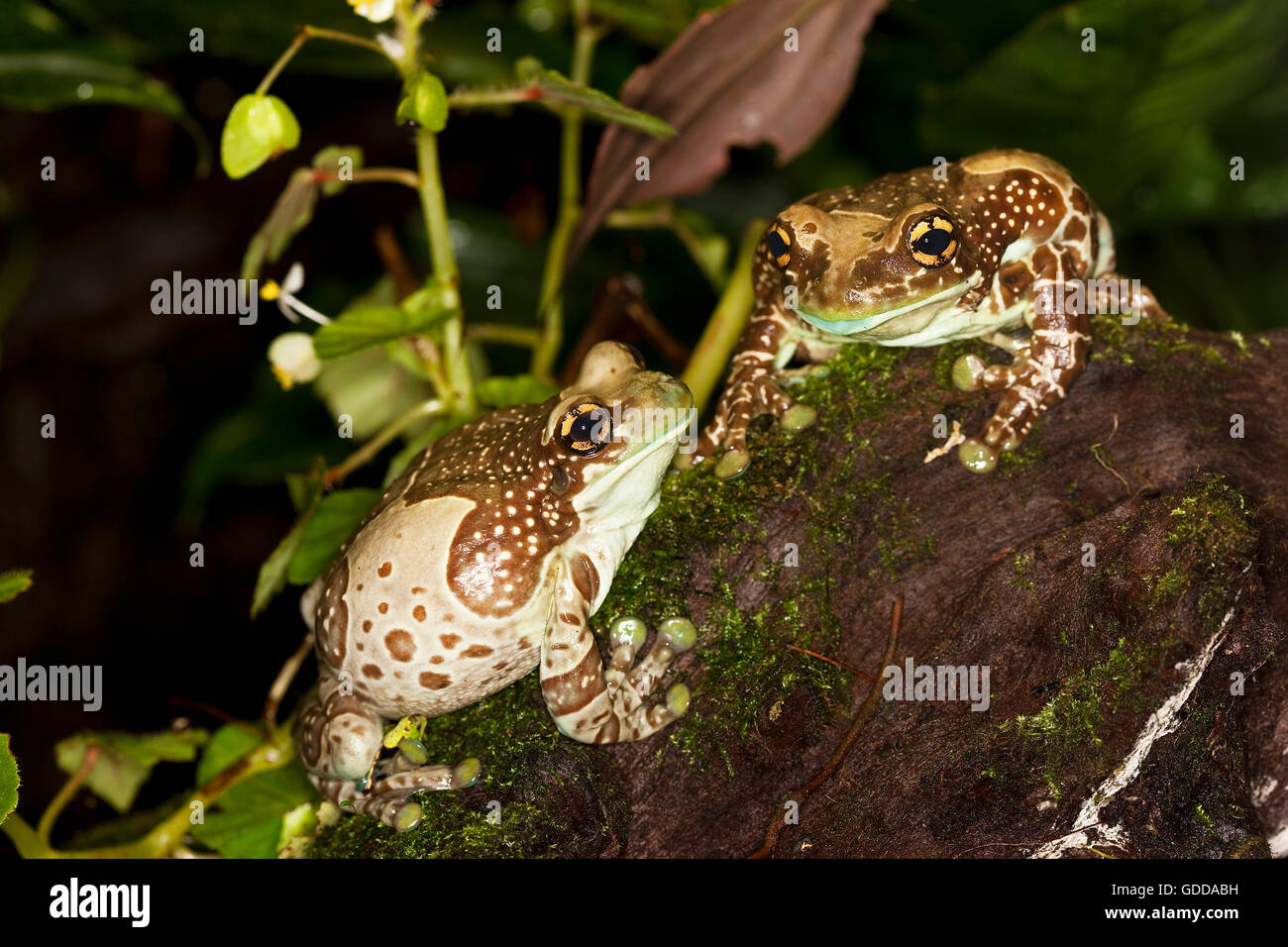 Amazon Milk Frog, phrynohyas resinifictrix, Adults Stock Photo