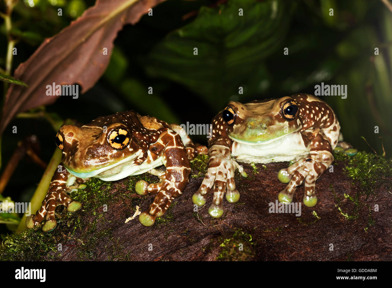 Amazon Milk Frog, phrynohyas resinifictrix, Adults on Moss Stock Photo