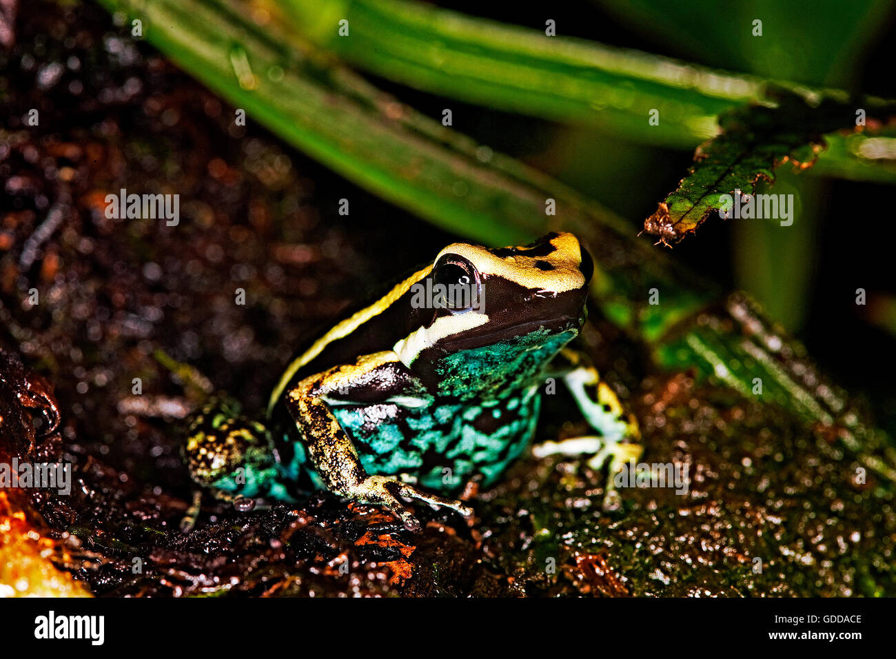 PLEASING POISON FROG epipedobates bassleri, ADULTE, PEROU Stock Photo
