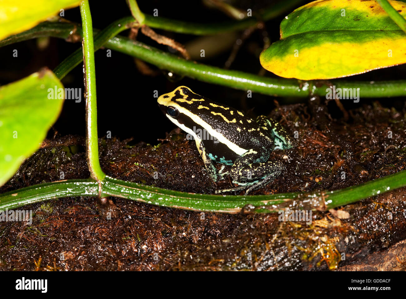 PLEASING POISON FROG epipedobates bassleri, ADULTE, PEROU Stock Photo