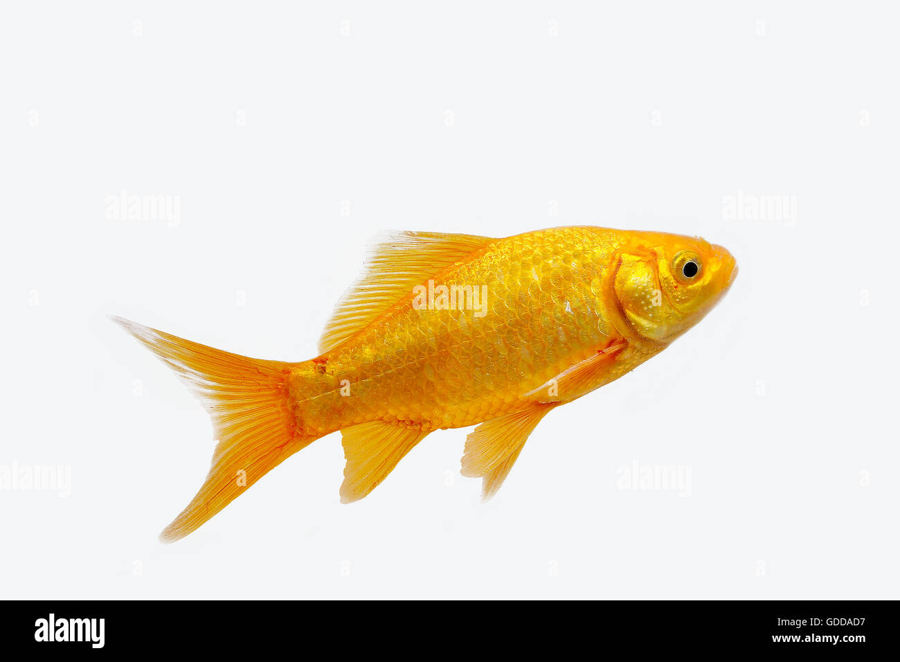 Goldfish, carassius auratus, Adult Against White Background Stock Photo