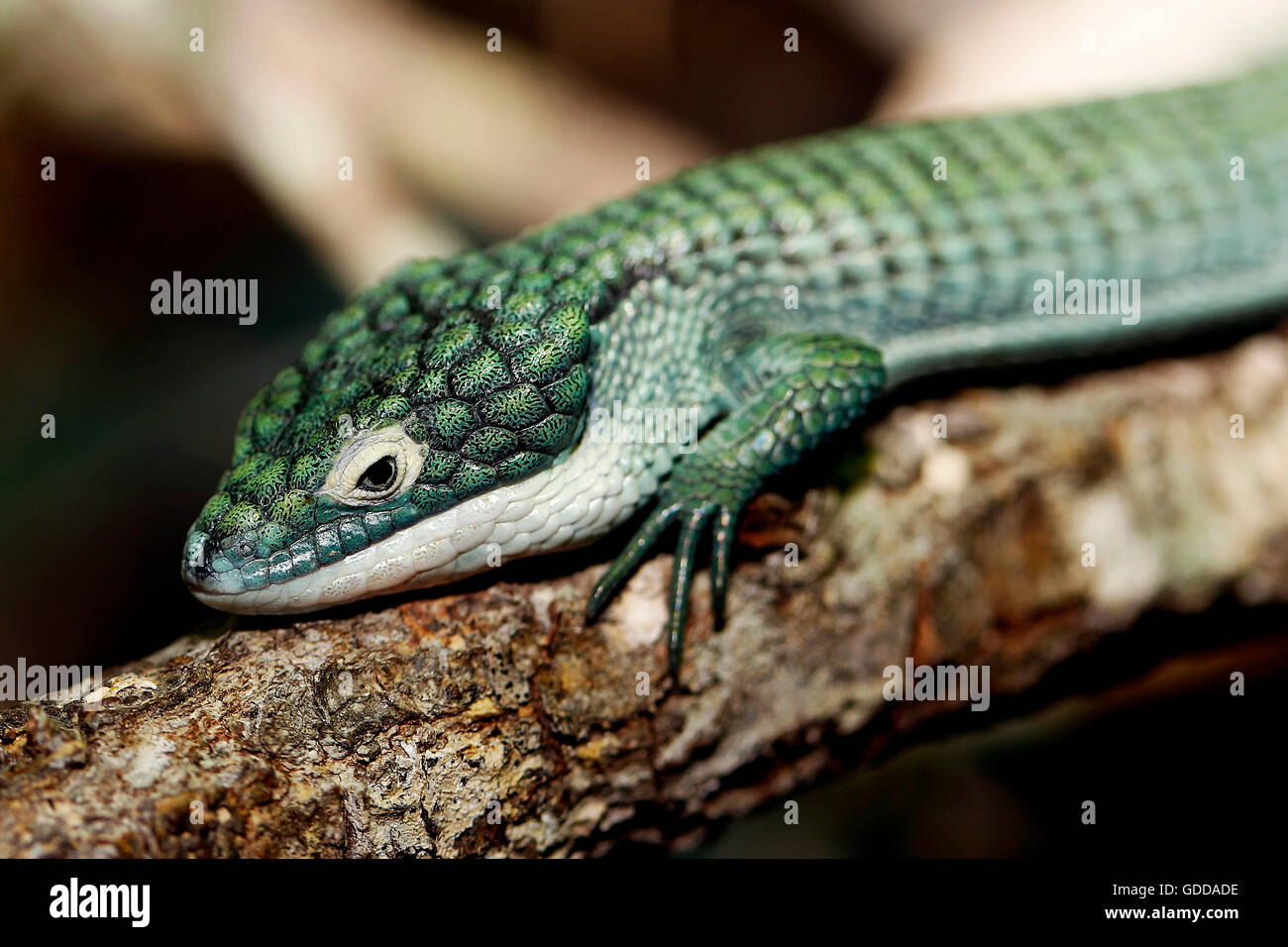Alligator Lizard, abronia graminea, Adult Laying on Branch Stock Photo