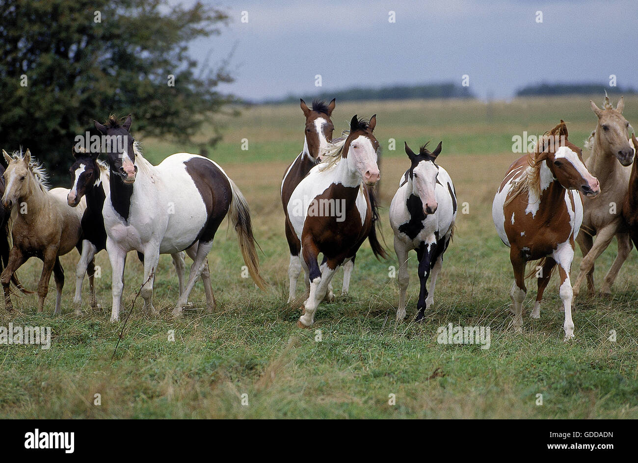 PAINT HORSE, HERD STANDING ON MEADOW Stock Photo