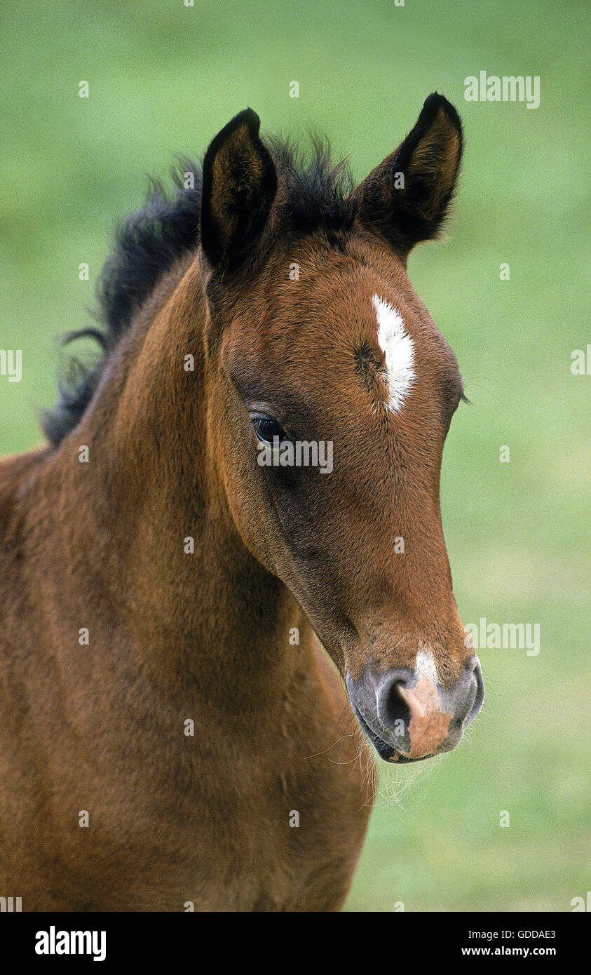 LIPIZZAN HORSE, PORTRAIT OF FOAL Stock Photo