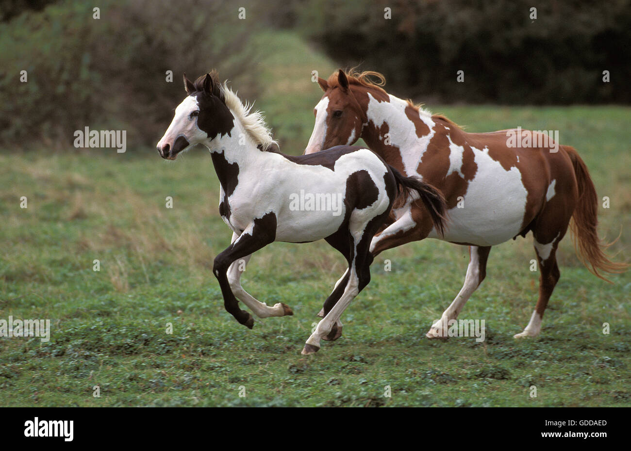 PAINT HORSE, MARE WITH FOAL GALOPING THROUGH MEADOW Stock Photo Alamy