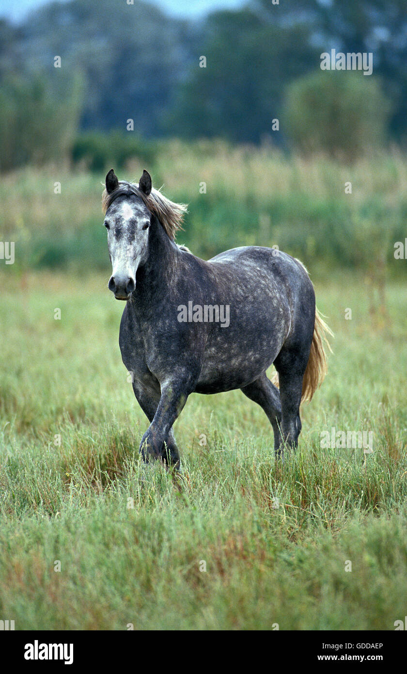 LIPIZZAN HORSE, ADULT STANDING ON GRASS Stock Photo