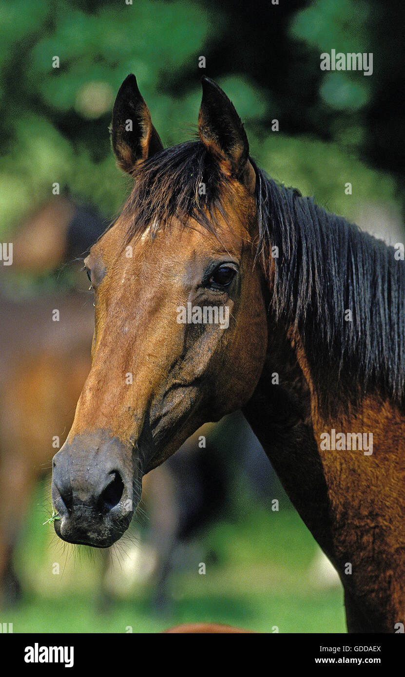 ENGLISH THOROUGHBRED HORSE, PORTRAIT OF ADULT Stock Photo