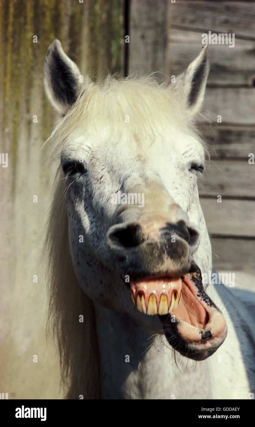 HORSE WITH FUNNY FACE Stock Photo