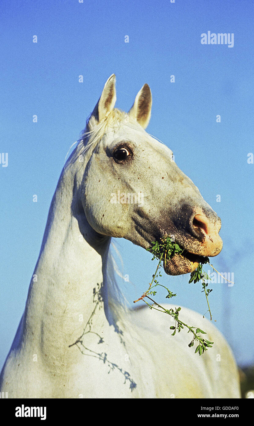 LIPIZZAN HORSE, ADULT WITH GRASS IN MOUTH Stock Photo
