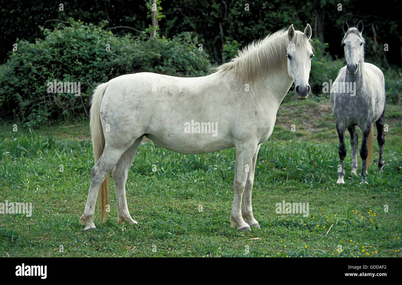 Lipizzan Horses, Adults standing in  Meadow Stock Photo