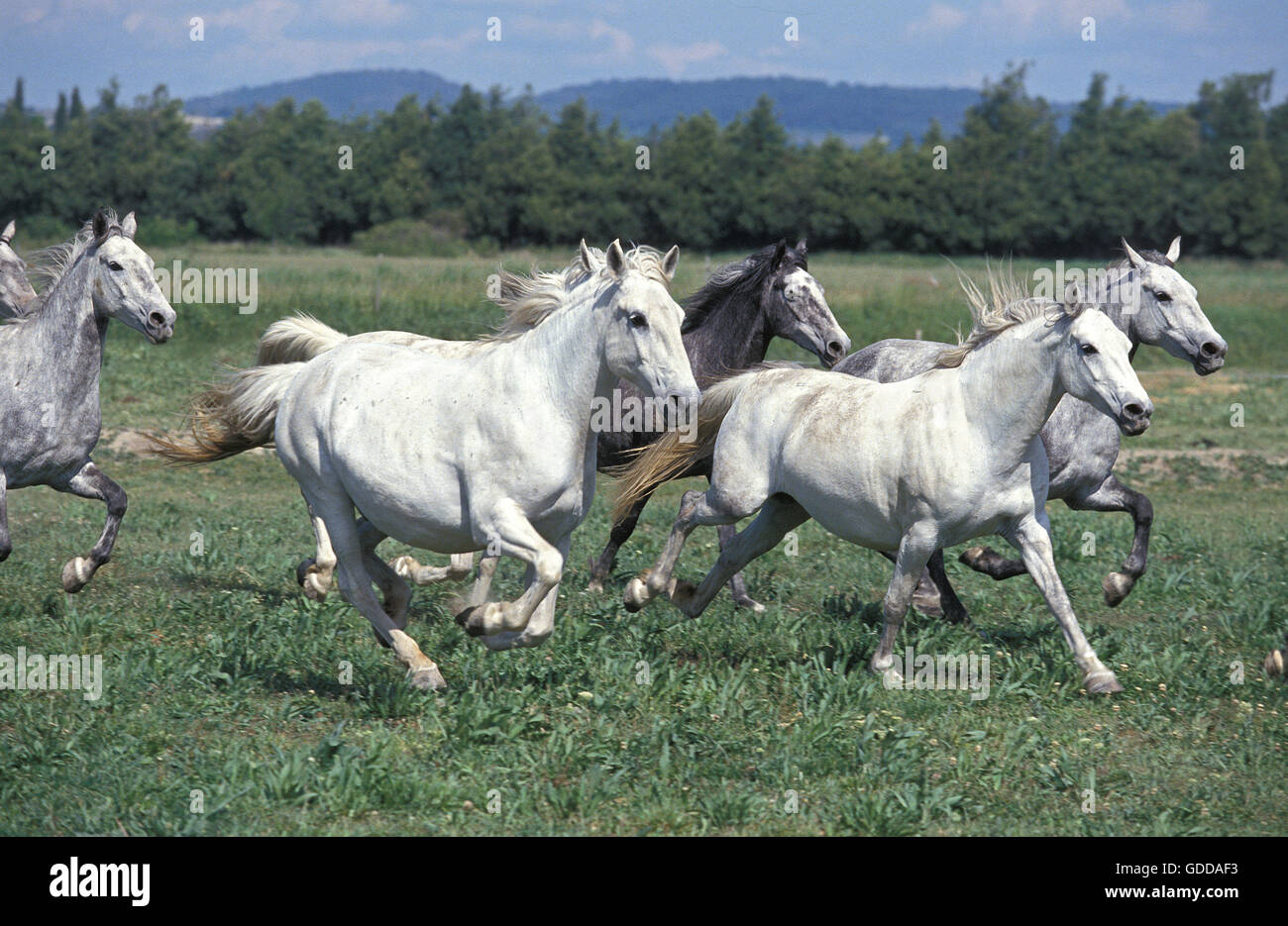 Lipizzan Horses, Herd Galloping through Meadow Stock Photo
