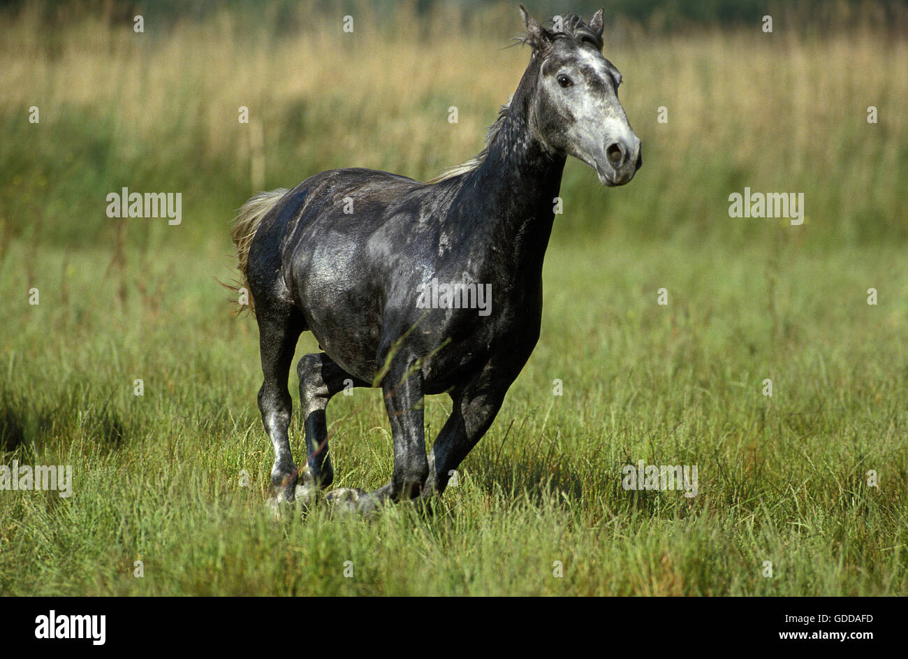 LIPIZZAN HORSE, ADULT GALLOPING THROUGH MEADOW Stock Photo